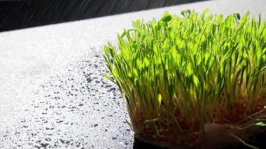 Tohum tomurcuklanmış buğday. Kökler, yemek, sağlık. Mikro yeşil lahanalar. Organik, vejetaryen sağlıklı gıda konsepti. Ev Bahçesi Sulama Tohumları.