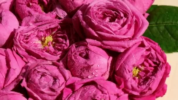 Slow motion of pink roses peonies rotating. Beautiful spring flowers. Flower background. Close up — Stock Video