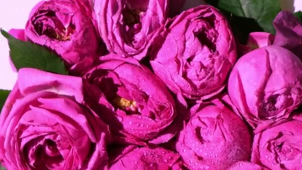 Prachtige lentebloemen draaiend. Roze rozen of pioenrozen. Natuur bloeiende achtergrond. Vakantie concept. — Stockvideo