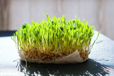 Masada filizlenmiş buğday. Kökler, yemek, sağlık. Mikro yeşil lahanalar. Organik, vejetaryen sağlıklı gıda konsepti. Evde Seedlings bahçıvanlığı. Gönderiliyor