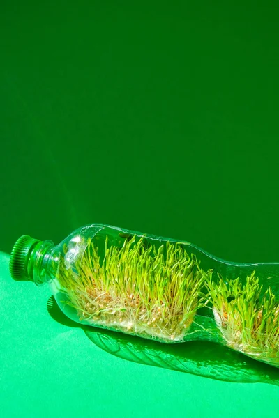 Young green plants in plastic bottle. Ecology and Environmental conversation. Earth day concept. Global pollution of the planet. Seedling. Sustainable lifestyle. Reuse plastic garbage