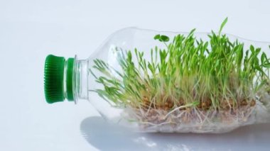 Plastik şişedeki yeşil bitkiler. Ekoloji ve Çevresel Konuşma. Dünya günü konsepti. Gezegenin küresel kirliliği. Seedling