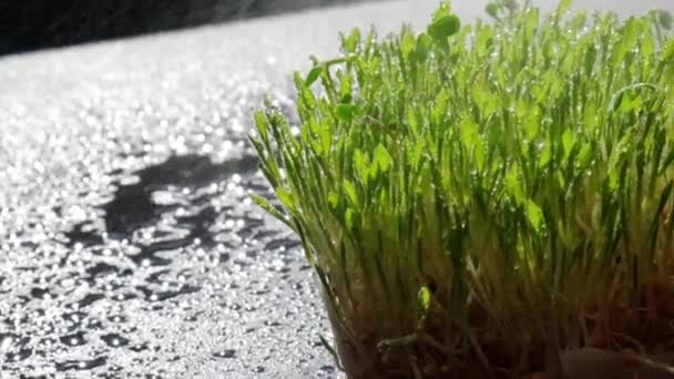 Germináció Csírázott búza az asztalon. Gyökerek, étel, egészség. Mikrozöld hajtások. Organikus, vegán egészséges étel koncepció. Otthon kertészkedés Öntözés Seedlings. Lassú mozgás. — Stock videók