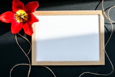 Tebrik Yazısı arkaplanını düzenle. Üzerinde kırmızı lale olan beyaz, boş bir taziye kartı. Taze çiçekler. Mesaj için boş bir yer. Kadınlar Sevgililer Günü Anneler Günü