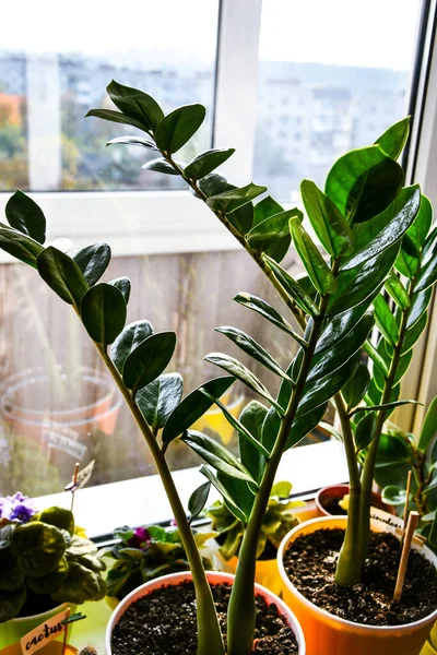 근처에 식물들이 있습니다 화분을 집에서 돌본다 창문에 초록색 있어요 — 스톡 사진
