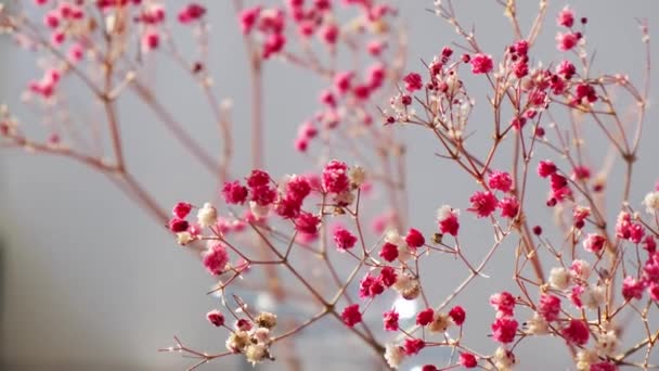 Gypsophila of babys adem bloemen Mooie roze bloem bloeien met zacht licht. Selectieve focus. Voorjaarskaart achtergrond. Delicate esthetiek. — Stockvideo