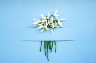 Renk arkaplanında kar damlası çiçekleri olan kompozisyon, parlak mavi arkaplandaki kar damlası çiçekleriyle oluşturulmuş yaratıcı düzen. Düz yatıyordu. Bahar minimum konsepti.