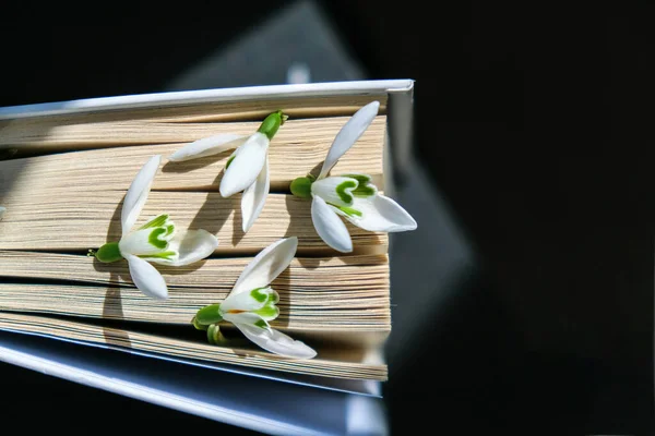 Snowdrop flowers on an old book. Early First spring flowers. Hello Spring. Still life with a book. Galanthus among pages of book.