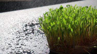 Tohum tomurcuklanmış buğday. Kökler, yemek, sağlık. Mikro yeşil lahanalar. Organik, vejetaryen sağlıklı gıda konsepti. Evde bahçe sulama tohumları. Yavaş çekim