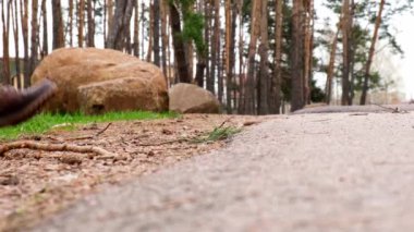Tanınmayacak kadar kötü biri ormandaki çimlere koruyucu yüz maskesi fırlatıyor. Kişisel koruyucu ekipman PPE kullanılmış. Salgından sonra plastik kirliliği