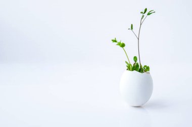 Taze mikro yeşiller. Beyaz yumurta kabuğunun içinde roka ve tere mikroyeşillikleri yetişir. Plastiksiz tohumlar. Evdeki bahçıvanlıkta mikroçim yetiştiriyorum. Gezegen Eko 'yu kurtar. Paskalya Asgari Konsepti.