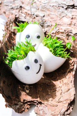Taze mikro yeşiller. Mikro yeşil roka ve tereler beyaz yumurta kabuğunda yetişir ve ağaç kabuğunda komik yüzler vardır. Filizler. Plastiksiz tohumlar. Evdeki bahçıvanlıkta mikroçim yetiştiriyorum. Gezegen Eko 'yu kurtar. Paskalya Asgari Konsepti.