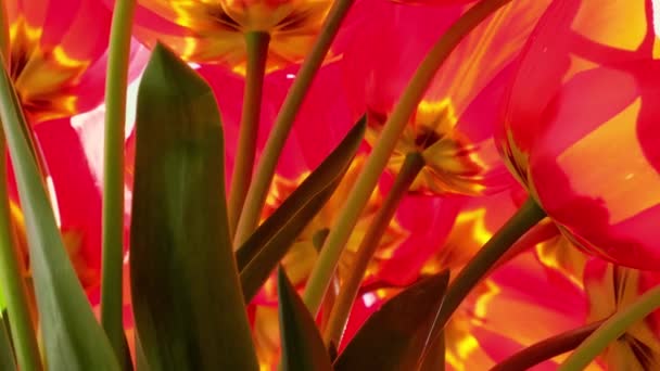 4k Red tulip flowers in the garden on wind. Beautiful tulips during the flowering period. Hybrid variety. Selective focus. Natural spring background. — Stock Video