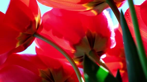 4k Fiori di tulipano rosso in giardino sul vento. Bellissimi tulipani durante il periodo della fioritura. Varietà ibrida. Concentrazione selettiva. Fondo naturale primaverile. — Video Stock