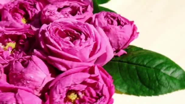Lassú mozgás a rózsaszín rózsa bazsarózsa forgó. Gyönyörű tavaszi virágok. Virág háttér. Közelről. — Stock videók