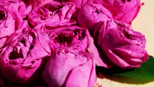 Rallentatore di rose rosa peonie in rotazione. Bellissimi fiori primaverili. Fondo floreale. Da vicino. — Video Stock