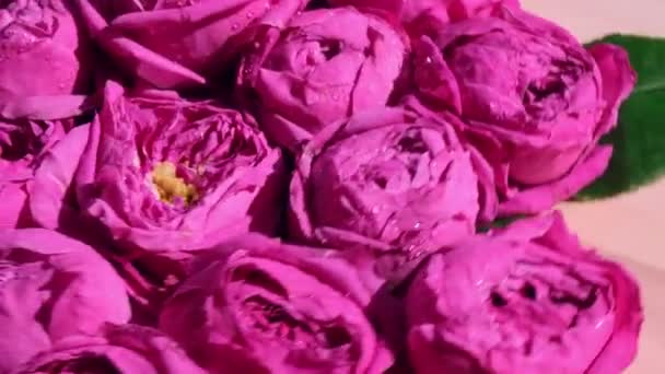 美丽的春花在旋转.粉红色的玫瑰或牡丹。大自然盛开的背景。假日概念. — 图库视频影像
