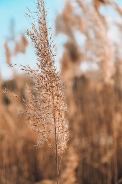 Pampas otu. Kuru bej kamış. Soyut doğal arkaplan. Pastel nötr renkler. Toprak tonları. Güzel doğa akımı dekoru. Asgari nötr konsept.