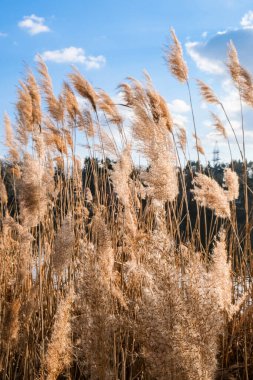 Pampas otu. Kuru bej kamış. Soyut doğal arkaplan. Pastel nötr renkler. Toprak tonları. Güzel doğa akımı dekoru. Asgari nötr konsept.