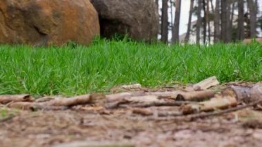 Tanınmayacak kadar kötü biri ormandaki çimlere plastik şişe fırlatıyor. Kavramsal ekolojik sorun, plastik geri dönüşümü, doğanın kirliliği.