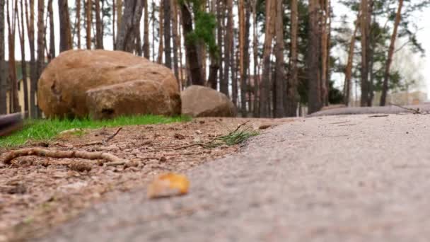 Una mala persona irreconocible arroja bolsas de plástico al pasto del bosque. Concepto problema ecológico, reciclaje de plástico, contaminación de la naturaleza. — Vídeos de Stock