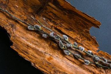 Willow branch on the background of trees and various branches. Brunch of the blossoming pussywillow on early spring. Pussy willow branches