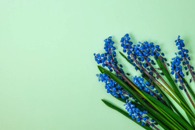 Kartpostal düzeni. Düz yerde, üst tarafta. Küçük bir buket mavi sümbül ve metin için kopyalama alanı. Tatil için tebrik kartı. Üzüm Sümlü Muscari. İlk bahar çiçekleri