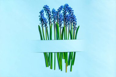 Kartpostal düzeni. Bahar modern natürmort. Mavi arkaplanda dikdörtgen şeklinde kesilmiş mavi muscari çiçekleri. Asgari bahar konsepti. Uzayı kopyala Düz üst görünüm.
