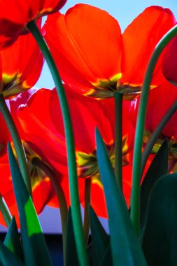 Bahçedeki kırmızı lale çiçekleri. Çiçek açarken güzel laleler. Melez çeşidi. Seçici odaklanma. Doğal bahar geçmişi. Tatil için tebrik kartı.