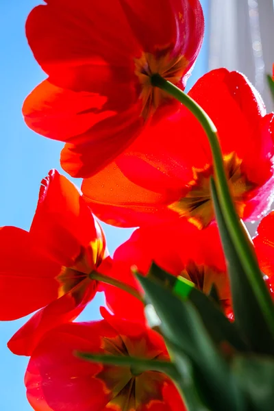 Flores Vermelhas Tulipa Jardim Tulipas Bonitas Durante Período Floração Variedade — Fotografia de Stock