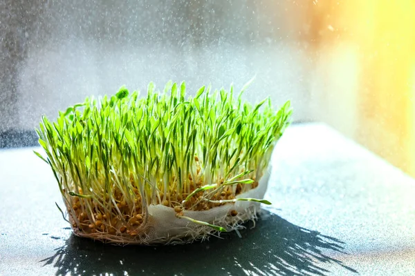 Germination Sprouted wheat on table. Roots, food, health. Micro green sprouts. Organic, vegan healthy food concept. Home gardening watering Seedlings. Seeding