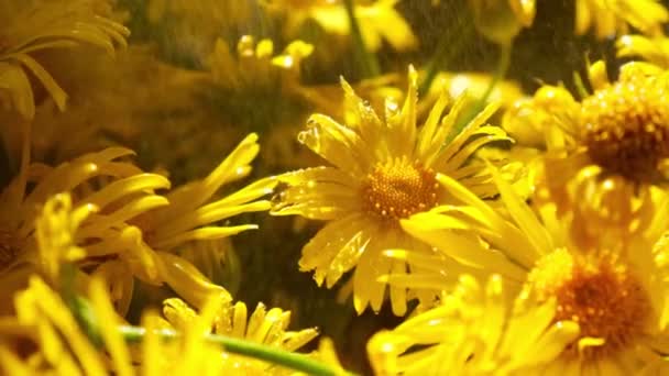 Cámara lenta Floración dientes de león fondo. Manzanilla amarilla con gotas de agua. Fondo de vacaciones de flores. Flores de margarita — Vídeo de stock