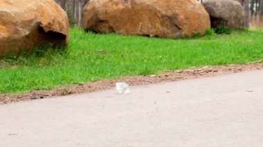 4k Genç Gönüllü parkta çöpleri karıştırıyor. Plastik şişeler, orman. Çimlerden plastik şişe toplayın. Ekolojik sorun, plastik geri dönüşümü, çevre plastik kirliliği. Doğayı düşün..