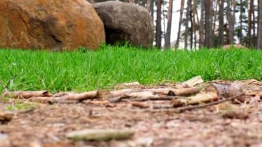 Yeşil çimlerin seçici odak noktası yakın plan. Rüzgarda sallanan otlar. Doğal çayır çimleri rüzgâr esintisiyle yavaşça savruluyordu. Güzel yeşil sallanan çim tarlası romantizmi rahatlatıyor..