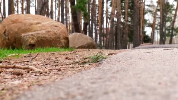 Irriconoscibile cattiva persona getta bottiglia di plastica nell'erba nella foresta. Concetto problema ecologico, riciclaggio della plastica, inquinamento della natura. — Video Stock