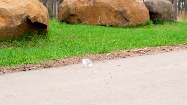 4k Mladý dobrovolník sbírá odpadky Plastové láhve v parku, les. Sbírejte plastové láhve z trávníku. Ekologický problém, recyklace plastů, znečištění životního prostředí plasty. Péče o přírodu. — Stock video