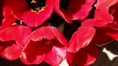 4k kırmızı lale çiçekleri bahçede rüzgarda uçuşuyor. Çiçek açarken güzel laleler. Melez çeşidi. Seçici odaklanma. Doğal bahar arkaplanı.