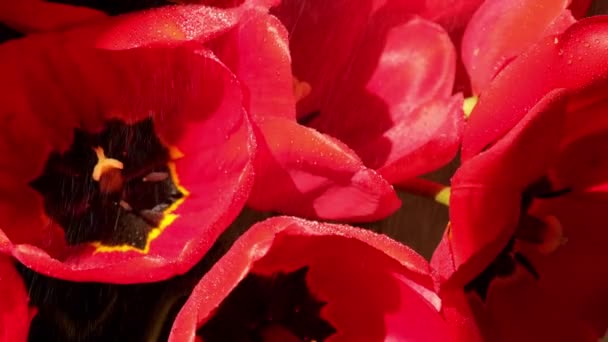 4k Red tulip flowers in the garden on wind. Beautiful tulips during the flowering period. Hybrid variety. Selective focus. Natural spring background. — Stock Video