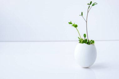 Taze mikro yeşiller. Beyaz yumurta kabuğunun içinde roka ve tere mikroyeşillikleri yetişir. Plastiksiz tohumlar. Evdeki bahçıvanlıkta mikroçim yetiştiriyorum. Gezegen Eko 'yu kurtar. Paskalya Asgari Konsepti.