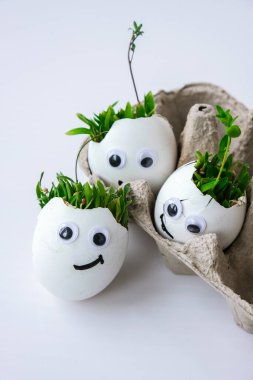 Taze mikro yeşiller. Mikro yeşil roka ve tereler beyaz yumurta kabuğunda komik yüzlerle yetişir. Filizler. Plastiksiz tohumlar. Evdeki bahçıvanlıkta mikroçim yetiştiriyorum. Gezegen Eko 'yu kurtar. Paskalya Asgari Konsepti.