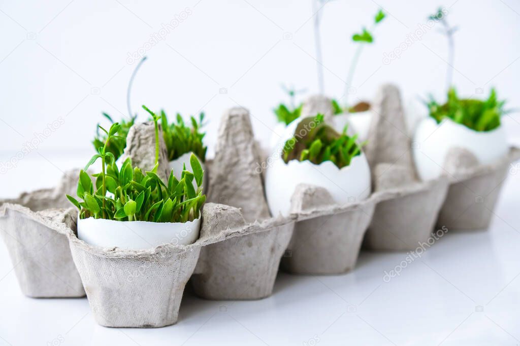 Fresh micro greens. Microgreens of arugula and cress grow in white egg shell. Cardboard boxes with seedlings in eggshell. Seedlings without plastic. Growing microgreens at home gardening. Save the planet Eco concept. Life Easter minimal concept.