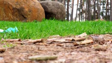 4k Genç Gönüllü çöpleri topluyor parkta, ormanda koruyucu yüz maskesi kullanıyor. Çimlerden çöp toplayın. Kişisel koruyucu ekipman PPE kullanılmış. Salgından sonra plastik kirliliği. Değer