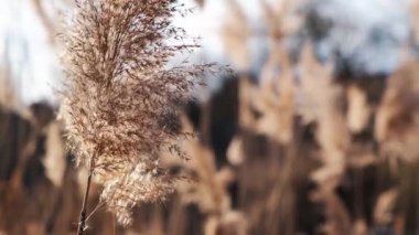 Rüzgardaki otlar. Kuru bej kamış. Soyut doğal arkaplan. Pastel nötr renkler. Toprak tonları. Güzel doğa akımı dekor.