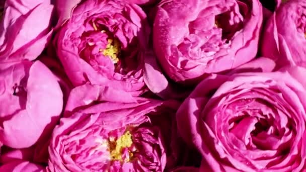 Медленное движение розовых роз пионы вращаются. Прекрасные весенние цветы. Цветочный фон. Закрыть — стоковое видео