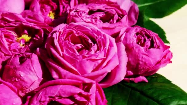 Медленное движение розовых роз пионы вращаются. Прекрасные весенние цветы. Цветочный фон. Закрыть — стоковое видео