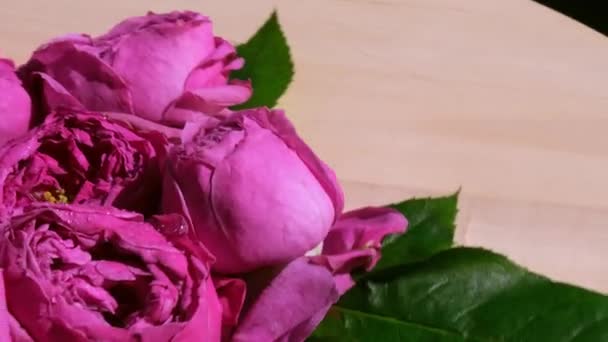 Beautiful spring flowers rotating. Pink roses or peonies. Nature blooming background. Holiday concept. — Stock Video