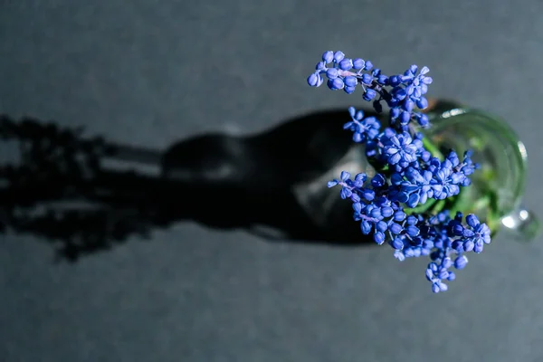 蓝色的麝香花束黑色背景 春天的球茎状花 花店的概念 文本的复制空间 — 图库照片