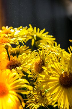 Çiçekli karahindiba arka planı. Su damlalı sarı papatya çayı. Çiçek bayramı geçmişi. Bahar çiçeği buketi. Boşluğu kopyala