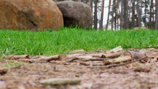 Una mala persona irreconocible arroja una máscara protectora a la hierba del bosque. Equipo de protección personal usado EPI. Contaminación plástica tras la pandemia — Vídeo de stock