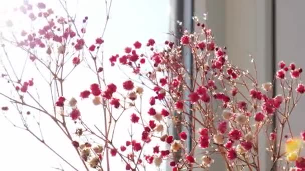 Gypsophila oder Babys atmen Blumen Schöne rosa Blume, die mit sanftem Licht blüht. Selektiver Fokus. Frühling Urlaub Karte Hintergrund. Zarte Ästhetik. — Stockvideo